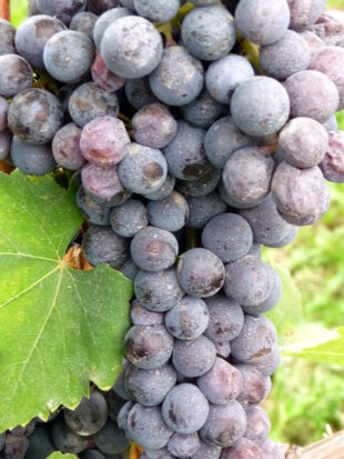 Nebbiolo druif