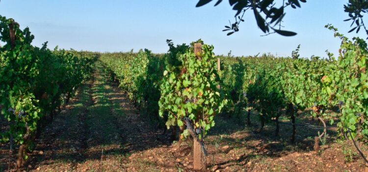 Puglia wijnen: wat moet je zoal weten?