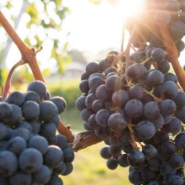 geschiedenis van wijnproductie in Italië