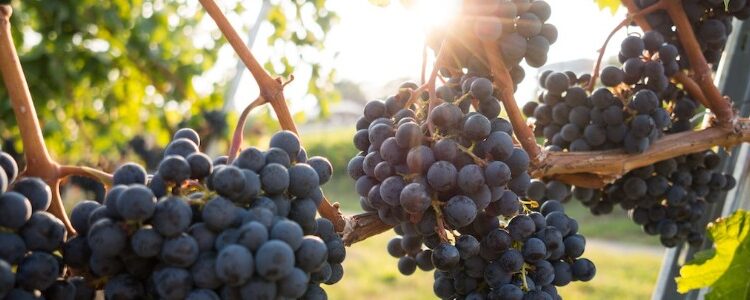 De geschiedenis van wijnproductie in Italië