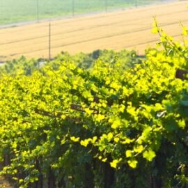 Italiaanse wijnproducerende regio