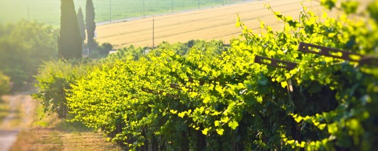 Italiaanse wijnproducerende regio