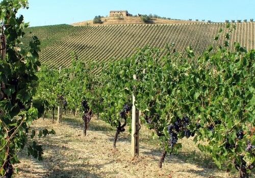 Wijnjaar 2021: niet het beste jaar voor de Europese wijnindustrie
